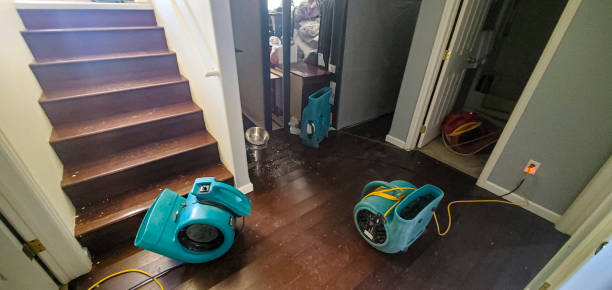 Best Mold removal after water damage  in Mccamey, TX