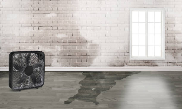 Best Carpet water damage restoration  in Mccamey, TX